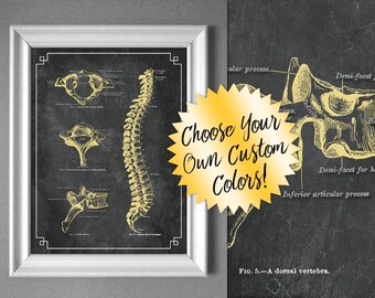 Spine Bones for Chiropractic Office Gym Decor Massage Therapy Room Physical Therapy Clinic Artwork