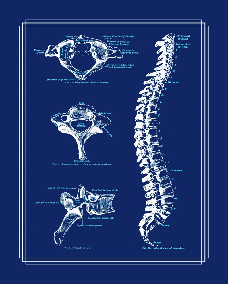 Physical Therapist Gift Set of 8 Anatomy Posters White on Navy Etsy