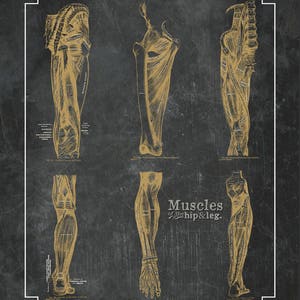 Leg Anatomy in Bronze on Blackboard // Massage Therapists // Physical Therapy // Chiropractic Art // Greys Anatomy