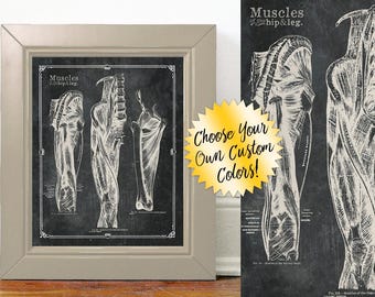 Póster de anatomía de los músculos del muslo: decoración para consultorios médicos y gimnasios