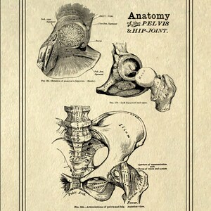 May include: A vintage anatomical illustration of the pelvis and hip joint. The image shows the bones and ligaments of the pelvis and hip, with labels identifying the different parts. The image is in black and white and has a detailed, intricate style.