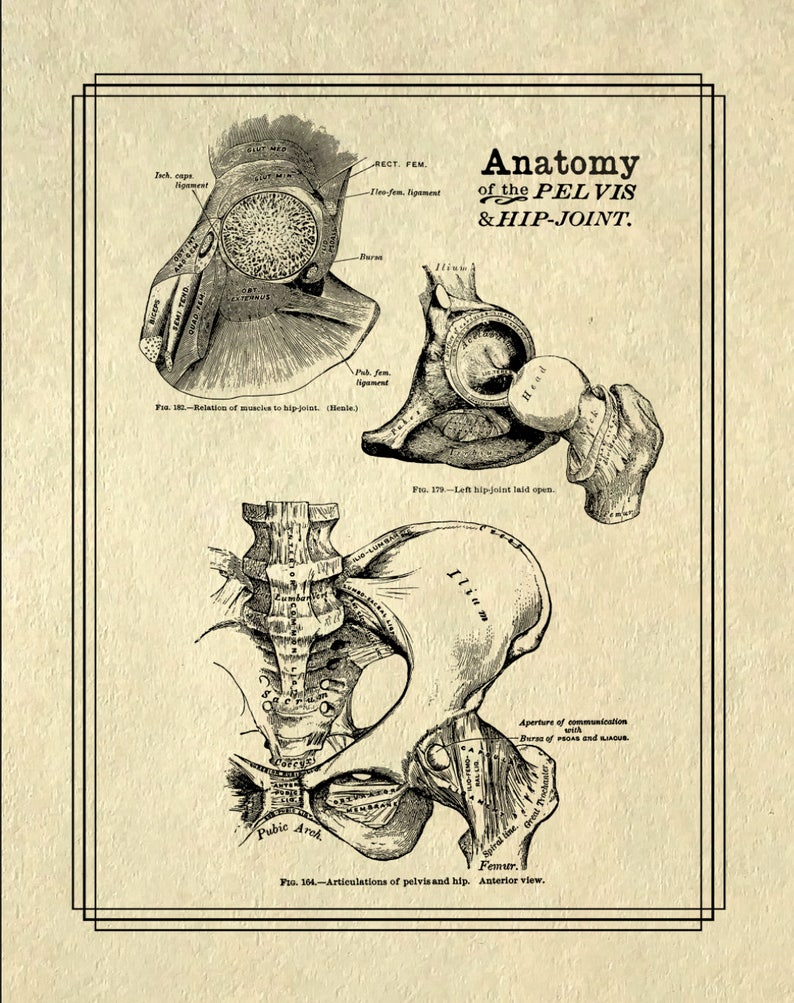 May include: A vintage anatomical illustration of the pelvis and hip joint. The image shows the bones and ligaments of the pelvis and hip, with labels identifying the different parts. The image is in black and white and has a detailed, intricate style.
