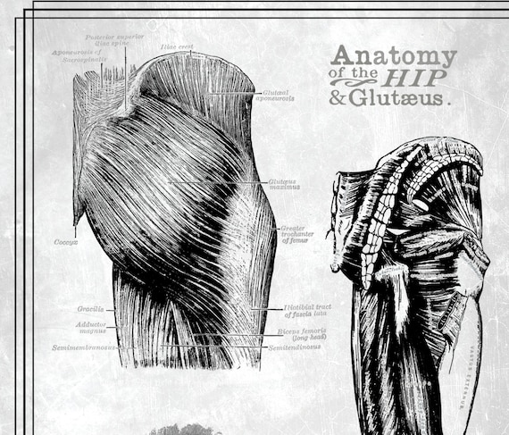 Print at Home Grays Anatomy Gluteus Glutes Muscles Chart Vintage