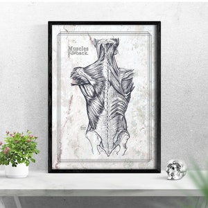 Massage Therapy Back Muscle Reference Poster with Fully Customizable Colors