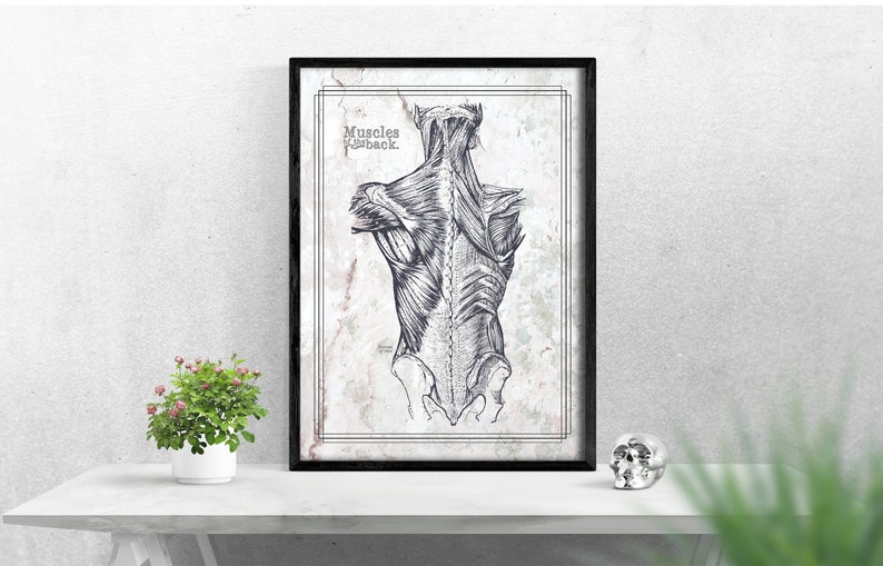 Customize A Massage Poster Back Muscles Anatomical Reference Physical Therapy Chiropratic Artwork Other Assemblage Art Collectibles Minyamarket Com