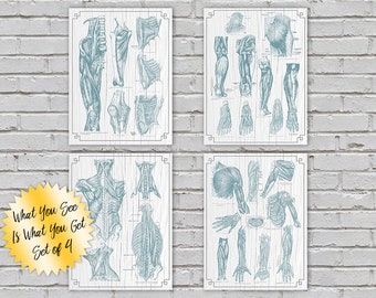 Anatomy Set of 4 What You See Is What You Get Massage Office Decor Chiropractic Physical Therapy