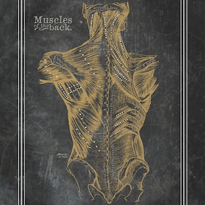 Back Muscle Anatomy Poster // Massage Therapists // Physical Therapy // Chiropractic Art // Greys Anatomy