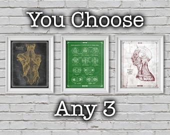 Láminas de anatomía: pósteres médicos, decoración muscular, set personalizado