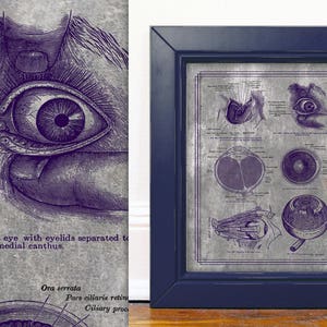 Anatomie des Auges Vintage Medizinisches Poster Augenarzt Büro Medizinische Kunst