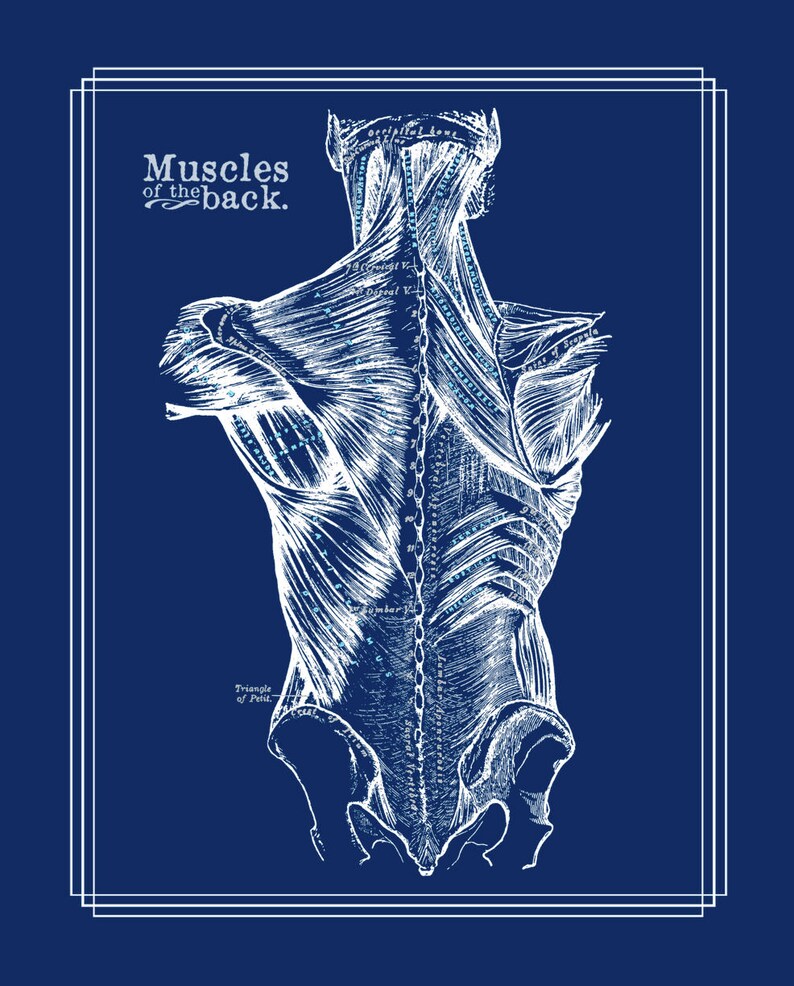 Physical Therapist Gift Set of 8 Anatomy Posters White on Navy Etsy