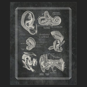 Wydrukuj w domu Grays Anatomy Ear ENT Chart Vintage Medical Post Card Sand Black Textured Chalkboard Antique Massage Gym 8x10