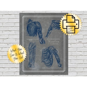 Grays Anatomy Shoulder and chest Muscles // Print At Home // 11x14 // Navy Gray Textured Artwork // Massage Room // Chiropractic
