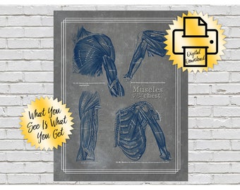 Grays Anatomy Shoulder and chest Muscles // Print At Home // 11x14 // Navy Gray Textured Artwork // Massage Room // Chiropractic