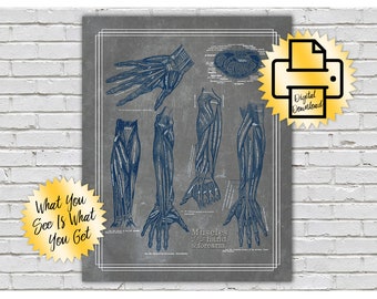 Anatomía de los músculos de los brazos y las manos Azul marino // Imprimir en casa // 11x14 // Arte texturizado gris marino // Sala de masajes // Quiropráctica