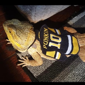 Bearded dragon shoes hotsell