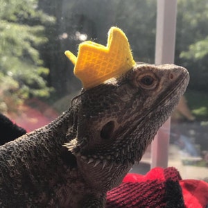 May include: A bearded dragon wearing a small, yellow crown. The reptile is gray and brown with a textured skin. It is resting on a red and black plaid blanket, with a window and greenery in the background.