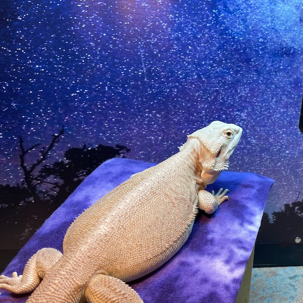 Pet Ramp - Etsy