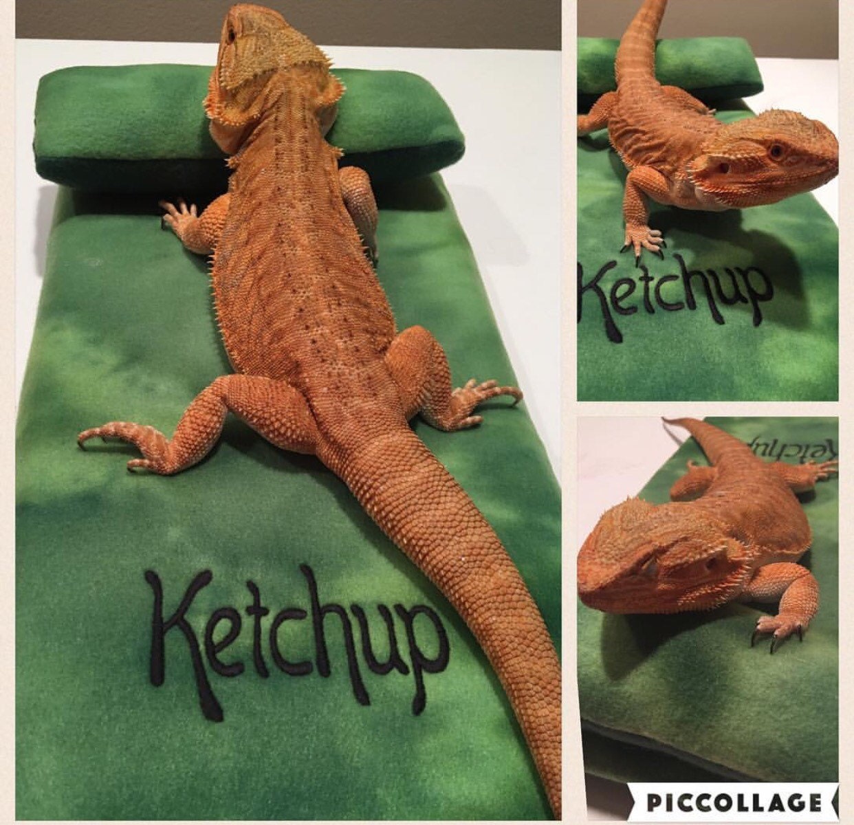 Bearded Dragon Bed Reptile Bed Ubby Bed Etsy