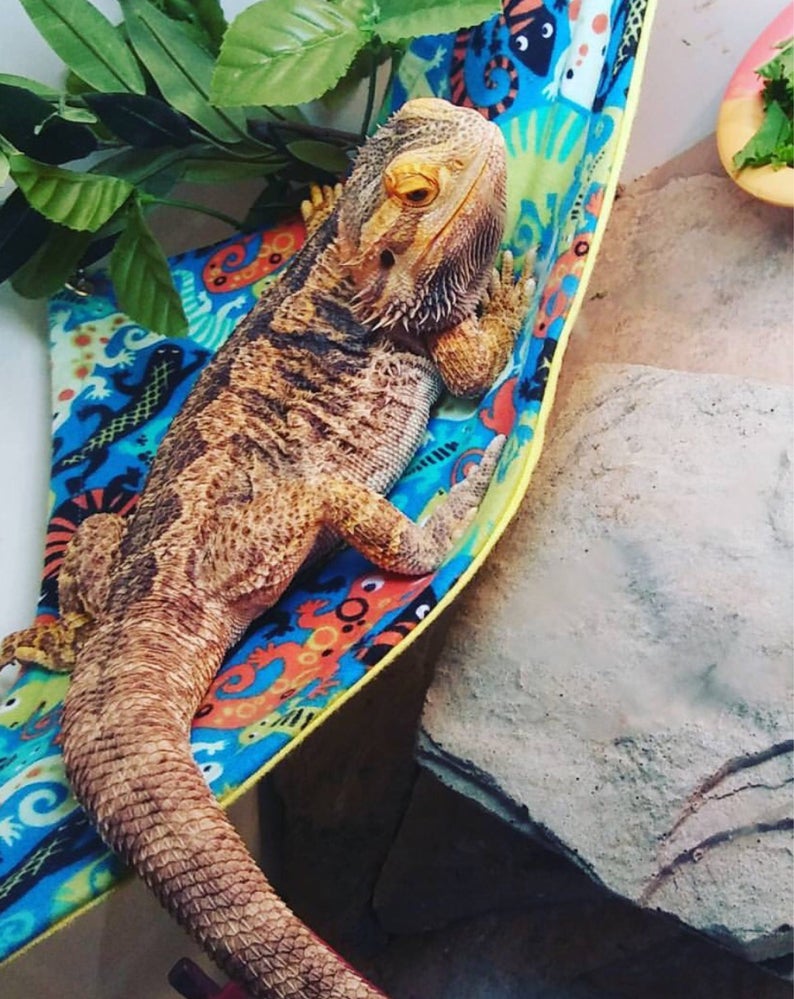 Bearded Dragon Hammock Reptile Hammock Etsy