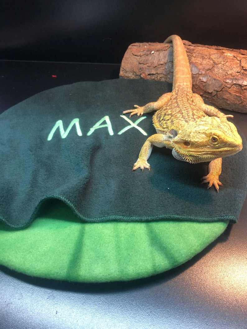 Bearded Dragon Extra Large Hide Etsy UK