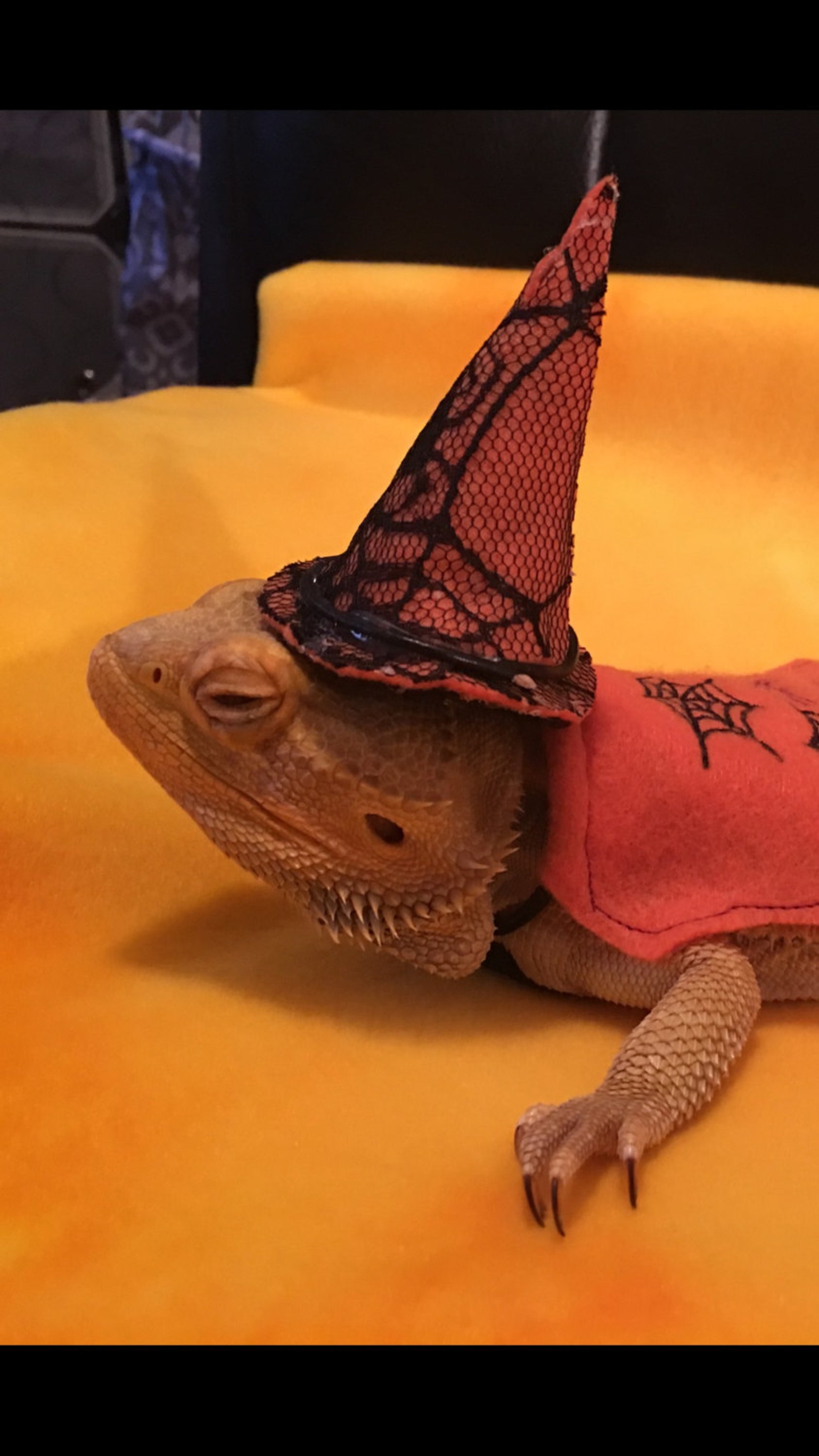 Bearded Dragon Halloween Costume Cape Spider s Large Etsy
