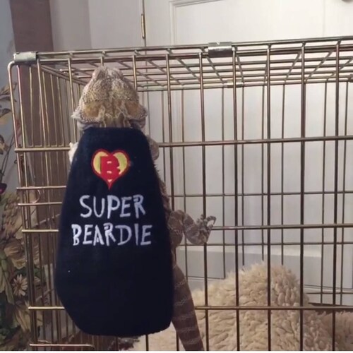 Bearded Dragon Super Beardie Cape Costume