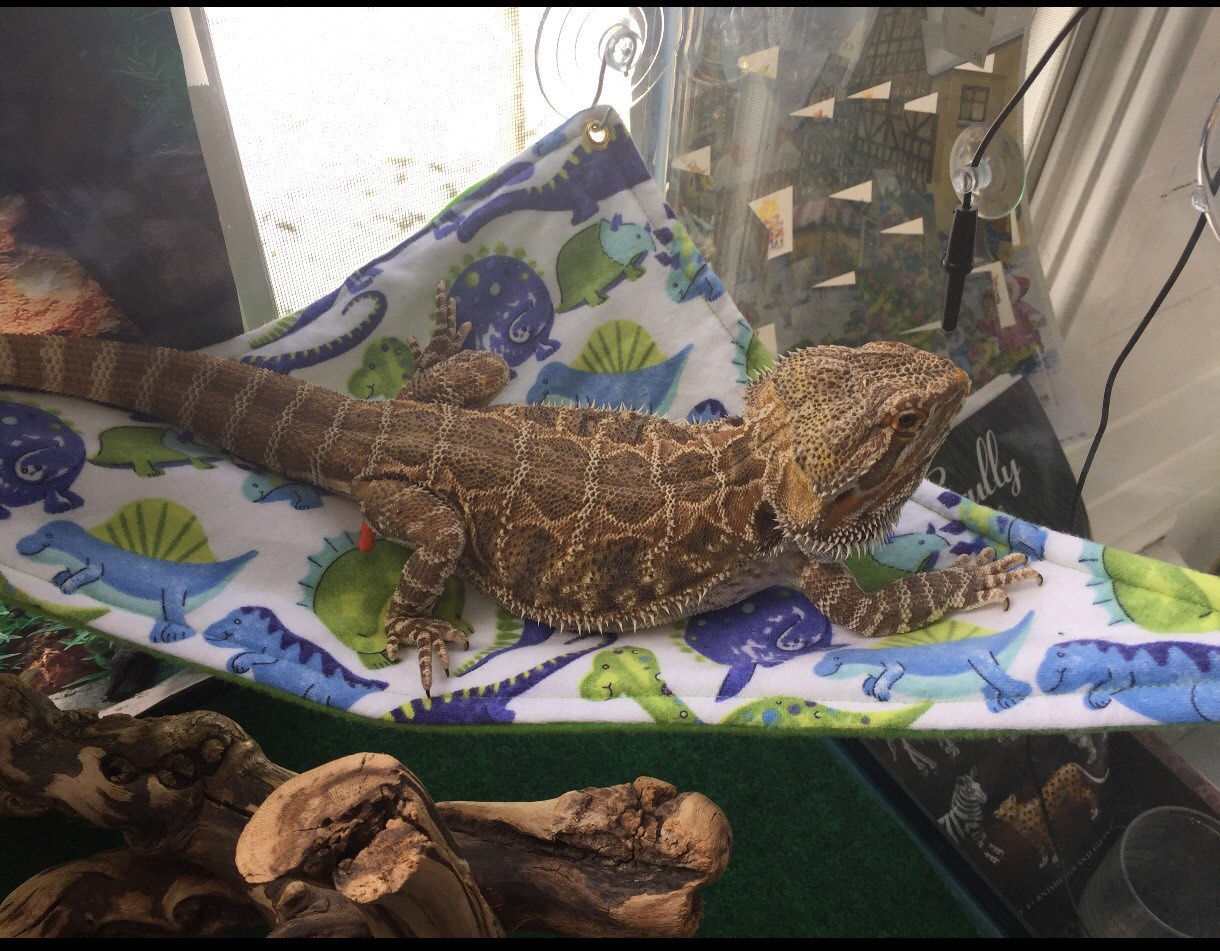 Bearded Dragon Hammock Etsy
