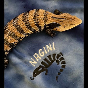 Blue Tongue Skink Ubby with Blue Tongue Skink Design and Name BTS Ubby Blanket.