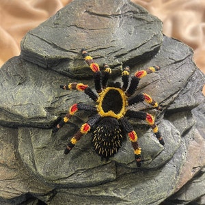Peut inclure: Une araignée tarentule noire, jaune et rouge avec des pattes poilues et un corps noir est perchée sur un rocher gris.