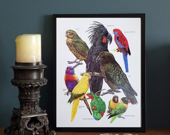Parrots illustration Vintage Cockatoo Budgie Chart French print Vintage Birds poster Natural history print