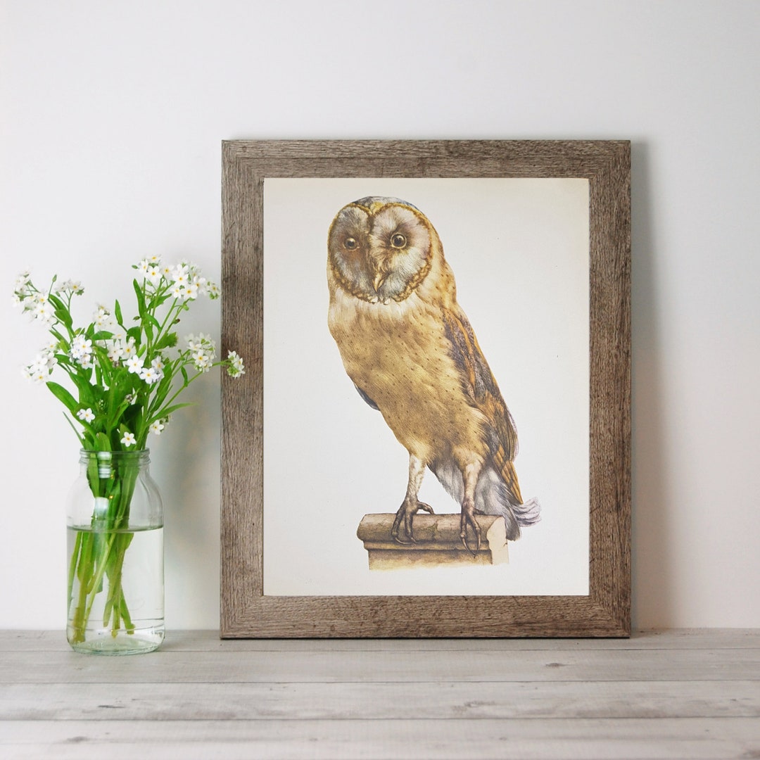 BARN OWL Print Bird Art Print Vintage Wall Art Print Home Decor Gift ...