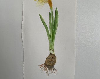 Original "Daffodile" watercolor, floral, framable art 11x4.5