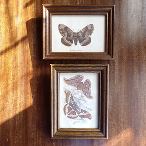 Antique Moth Prints by Wyman & Sons Lithographers, London