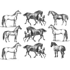 Decalcomania in ceramica, trasferimento sotto smalto - Cavallo