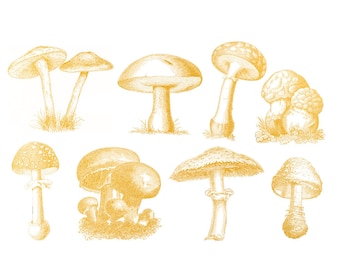 Ceramic Decal - Overglaze Wild Mushroom Gold