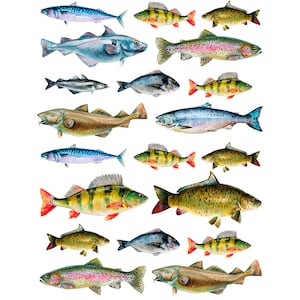 Ceramic Decal - Overglaze Lake Fish