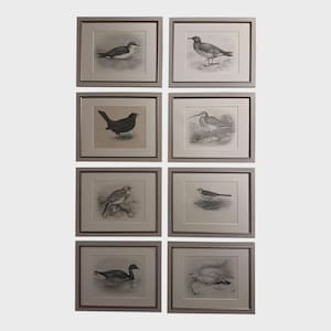 May include: Eight framed bird art prints. Each print features a detailed black and white illustration of a different bird species. The frames are a neutral gray color, and the artwork is displayed on a white background.