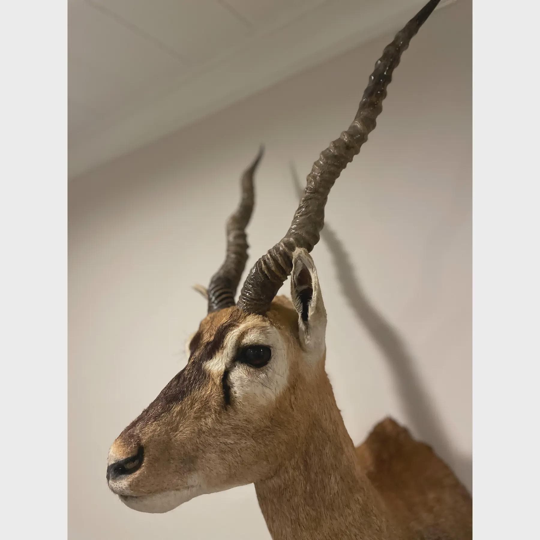 Vintage African Gazelle Shoulder Mount Taxidermy | Mounted Animal