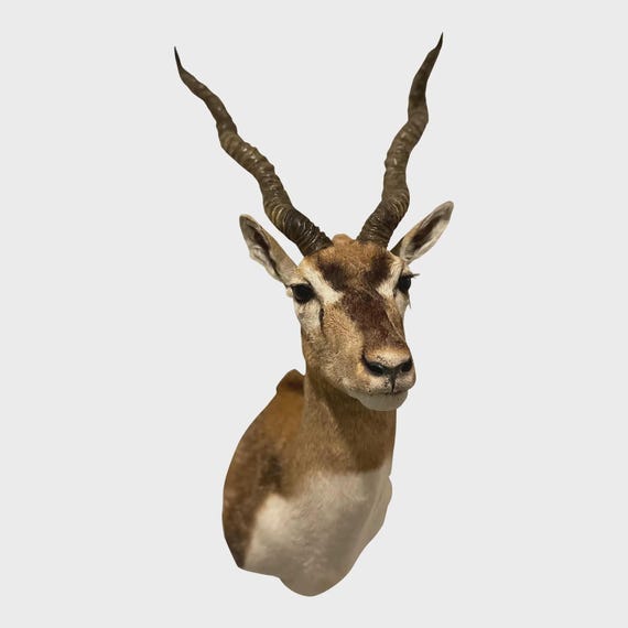 African gazelle 日傘 Vintage African Gazelle Shoulder Mount Taxidermy | Mounted Animal