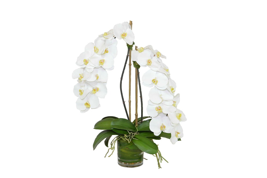 White Phal Orchids in a Cylinder Glass Vase W/ Foliage the Etsy