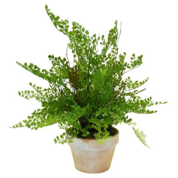 Maidenhair Fern Etsy