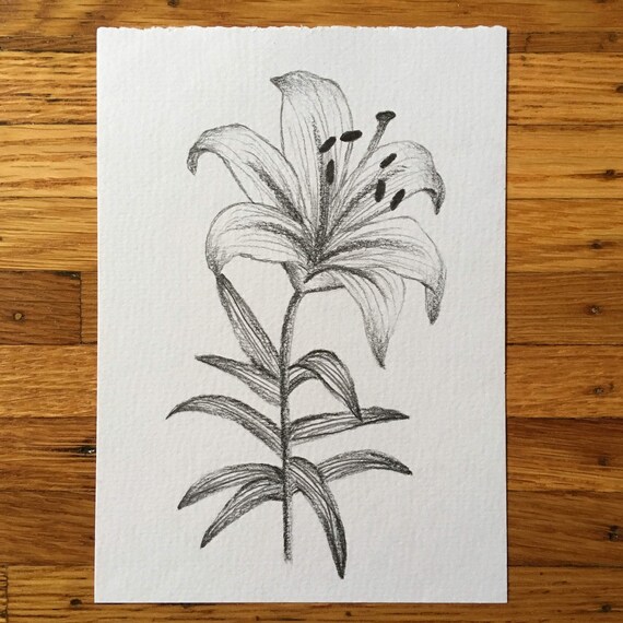 Lily Drawing Lily Print Botanical Art Flower Drawing Etsy