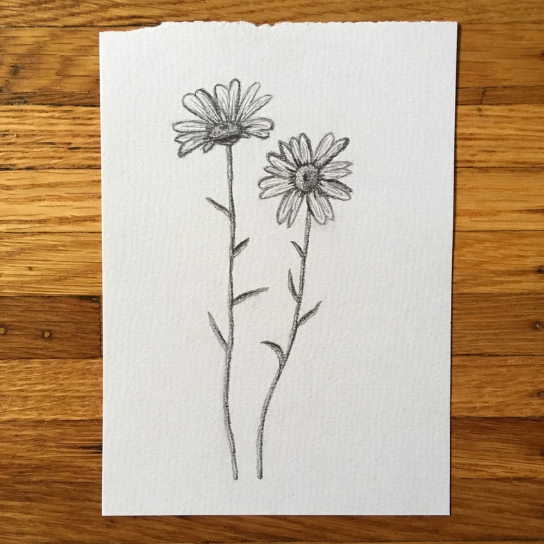 Daisy Drawing Daisy Print Botanical Art Flower Drawing Etsy