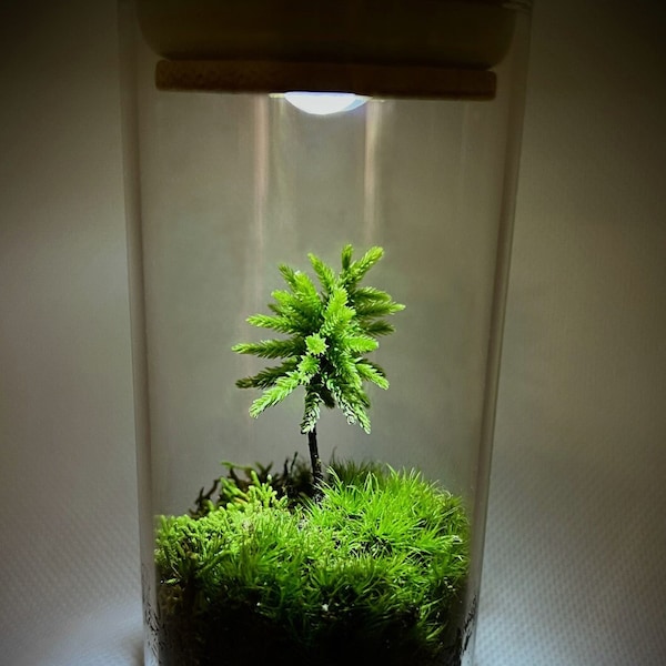 Live Moss Terrarium, Self Sustain Eco-Friendly Perfect Gift for Nature Lovers, Handmade Desktop Terrarium with LED Light
