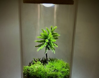 Miniature Live Moss Terrarium Self Sustain Eco-Friendly Perfect Gift for Nature Lovers