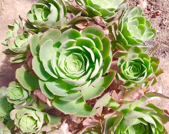 10 Seeds Greenovia Aurea Gran Canaria / Mountain Rose Seeds / Super Rare Exotic Succulent Seeds / Succulent Seeds