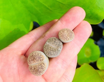 Live Limited Lithops Lesliei var. Venteri C153 / Lithops Lesliei / Exotic Living Stone Plant / Lithops C153 / Sold Individually