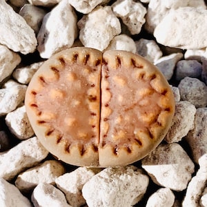 15 Seeds Exotic Lithops Julii C121 / Lithops Julii Seeds / Exotic Living Stone Seeds / Light Purple Lithops Seeds