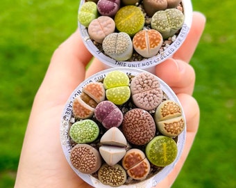 Potted 10-13 Live Exotic Lithops Plant  / Choose Your Favorite Pot / Colorful and Beautiful Lithops Collection / Best Gifts For Plant Lover