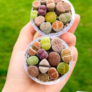 Potted 10-13 Live Exotic Lithops Plant  / Choose Your Favorite Pot / Colorful and Beautiful Lithops Collection / Best Gifts For Plant Lover